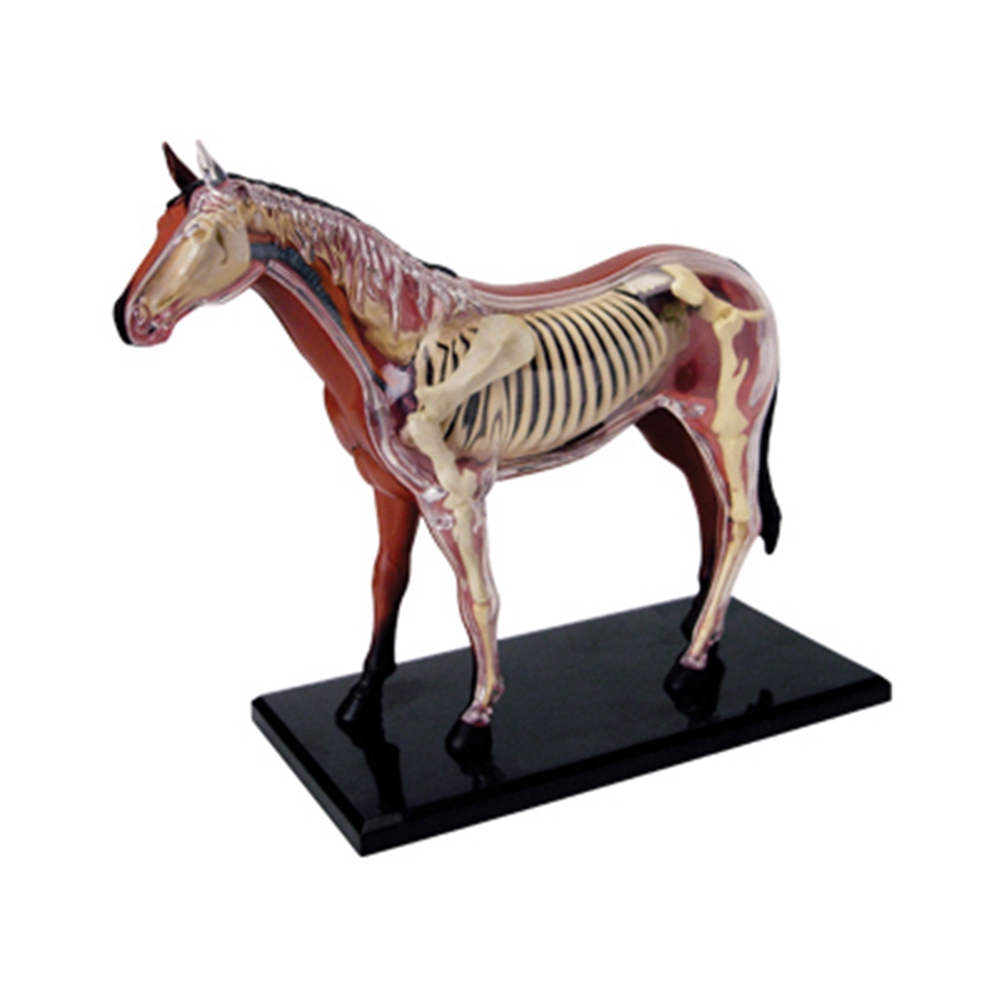 Science Toy - نموذج تشريح الجهاز الحيواني 4D ذكاء