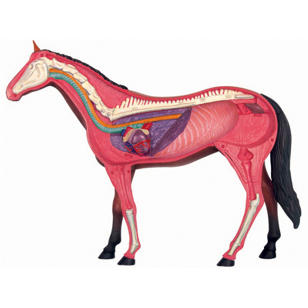 نموذج تشريح الجهاز الحيواني 4D - مراجعة Science Toy وسعره