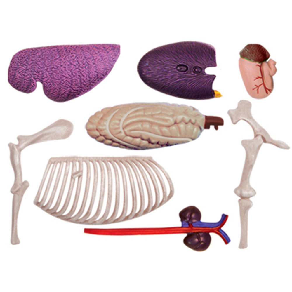 نموذج تشريح الجهاز الحيواني 4D - مراجعة Science Toy وسعره