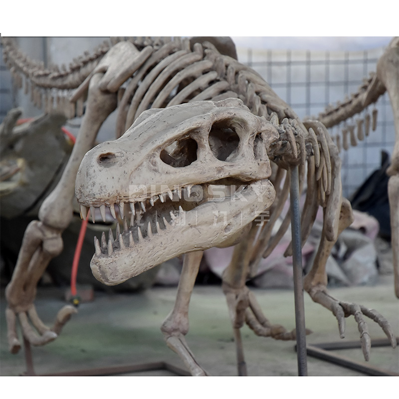 نموذج هيكل عظمي ديناصور رابتور - مراجعة Science Exhibition Models وسعره