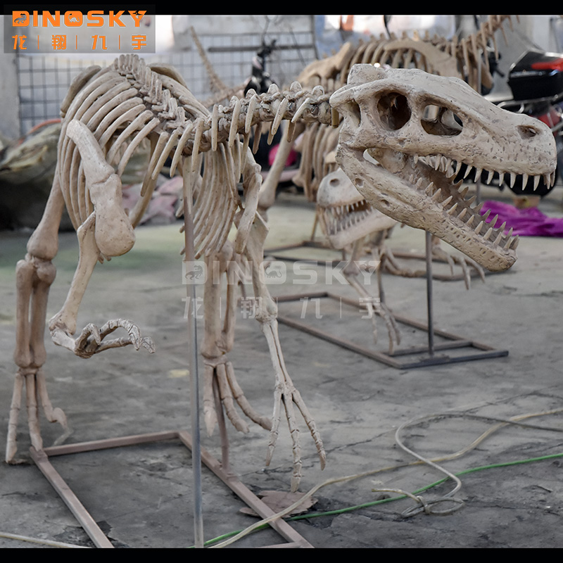 نموذج هيكل عظمي ديناصور رابتور - مراجعة Science Exhibition Models وسعره